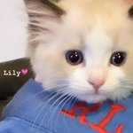 <b>고양</b>이 진짜 귀엽네