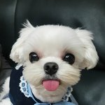 [강아지] 항상 혀<b>바닥</b>이 나와있어요....