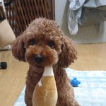 [이것좀봐줘] 혹부리 <b>장수</b>?