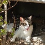 [고양이] <b>잿빛</b>이를 좋아하는 분들 많이 계셨죠?