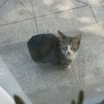 길고양이 밥을 계속 챙겨줘야할지 고민이네요