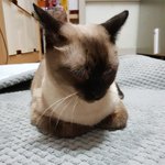 나쁜 <b>식빵</b>자세 &amp; 좋은 <b>식빵</b>자세