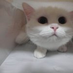 [고양이] 렌지와 두유 1