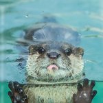 <b>물속</b>에서 여유로운 수달이!