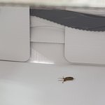 창원 뚜xzz <b>케잌</b>박스에서 벌레가 나왔어요