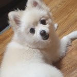 포메+스피치 = 포동포동 사진12장*