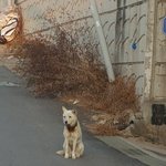 [강아지] 후기ㅜㅜ)동네에 돌아다니는 개인데 목이 이상해요 ㅜㅜ