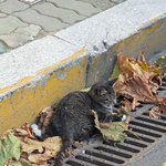 다친 고양이 근황 (금동이)
