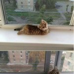 [드루와] 고양이 너무 귀여워서 <b>감당</b> 못하겠음