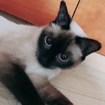 빠순이라고 내려치기 당하기 싫다