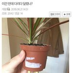 [댓글부탁해] 식물갤에 <b>출현</b>한 뚜벅초