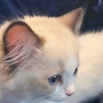 고양이 키우고싶가