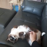 [드루와] 울집 <b>고영</b>이 보고갈래?