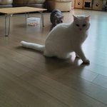 [고양이] <b>렌지</b>냥 두유냥 4