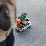 길에서 산책하는 기니피그 봄