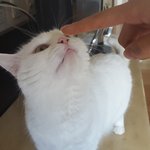 [고양이] 렌지냥 두유냥 5