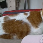 나의 동거묘 <b>도칠</b>이와 집사 '투샷'