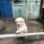 [댓글부탁해] <b>애교</b> 쩌는 시골 ㄸ강아지ㅠㅠㅠ