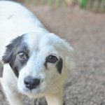 <b>백설</b>/믹스/여아/1살/4kg   유치원에서 서성이던 갈 곳 없던...