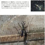 [모두드루와] <b>역대</b> 최고의 모기라는데?