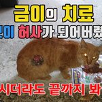 [고양이] 금이의 치료 모두 허사가 되어버렸습니다