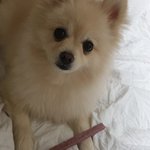 [강아지귀욤] 포동포동 두번째 스토리