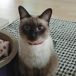 [고양이] 구경 <b>한</b> 번만 <b>해</b>주세요~