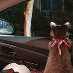 [고양이] 라쿤 키우고 있어요 이쁘게 봐주세요 ~