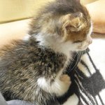 [고양이] 폐업전 마트에서 데리고온 우리집 고양이도 봐줘!