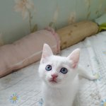 [허스키<b>심바</b>] <b>심바</b>동생 레오를 소개합니다.