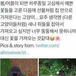[꼭조언부탁] 봄,여름마다 가장 예쁜 꽃을 골라 <b>집사</b>에게 선물하는...