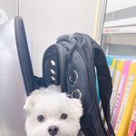우리<b>집</b> 갱<b>얼</b>쥐 삼남매 자랑