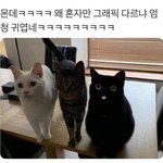 [드루와] 날씨의아이 일본으로 <b>수입</b>감?