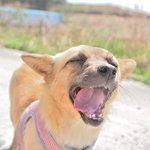 <b>절미</b>/믹스견/여아/2살  *<b>절미</b>는 애교가 많은 아이입니다.