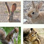 [모두드루와] 한국과 동물의 <b>갭</b> 차이