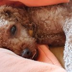 [이것좀봐줘] 장난꾸러기 <b>홍시</b>