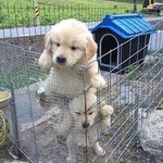 탈출공범 아기 댕댕이<b>형제</b>