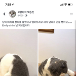 [드루와] 이 고양이 <b>종류</b>가 뭐야??