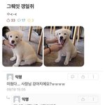 [댓글부탁해] 사장님 강아쥐에요?!