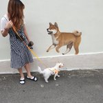 [강아지] 안녕 내이름은 또치라고쓰고 망나니라고읽지 5탄