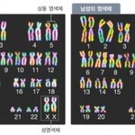 [드루와] 중3 <b>상동</b>염색체 이거 왜이런거야?