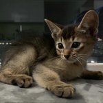 [고양이] 아비시니안 토리 ღ