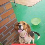 [강아지] 비글 <b>수근</b>이 가족이 되어주세요