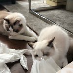 고양이 귀여워 ㅠㅠㅠㅠ
