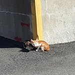 [고양이] [고니태양] 고양이가 늘어납니다