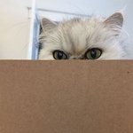 늘 시크하고 <b>도도</b>함을 유지중...