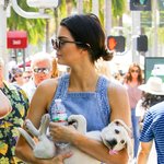 헐리웃 배우들이 개를 안고 다니는 법