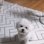 [강아지] 털 찐 <b>비숑</b>이 다시 왔어요!
