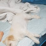 [제발도와주세요]모 <b>애견</b>샵으로 인해 우리가족 행복이를 잃었습니다...
