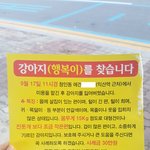 [도와주세요]<b>애견미용실</b>에서 한눈 판 사이에 우리 강아지를 잃어버렸습니다...